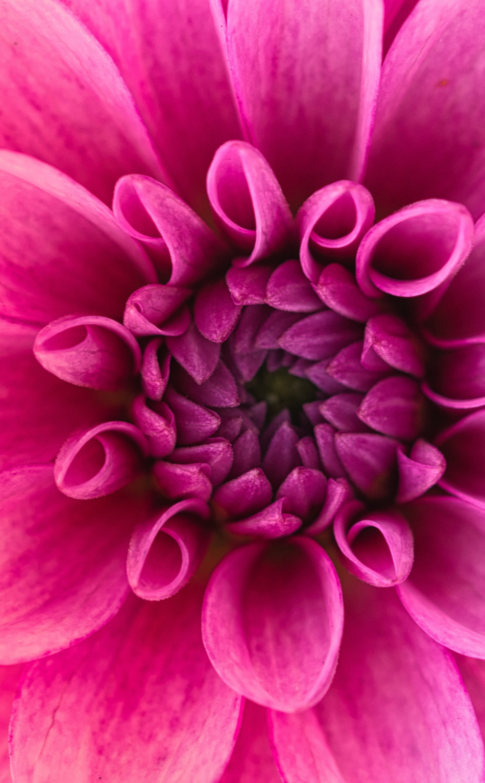 Download wallpaper 950x1534 pink flower, dahlia, pink, close up, iphone