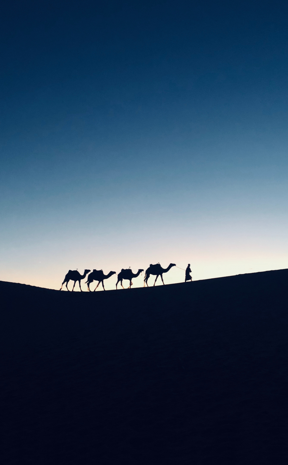 Silhouette, sunset, camel, Morocco, 950x1534 wallpaper