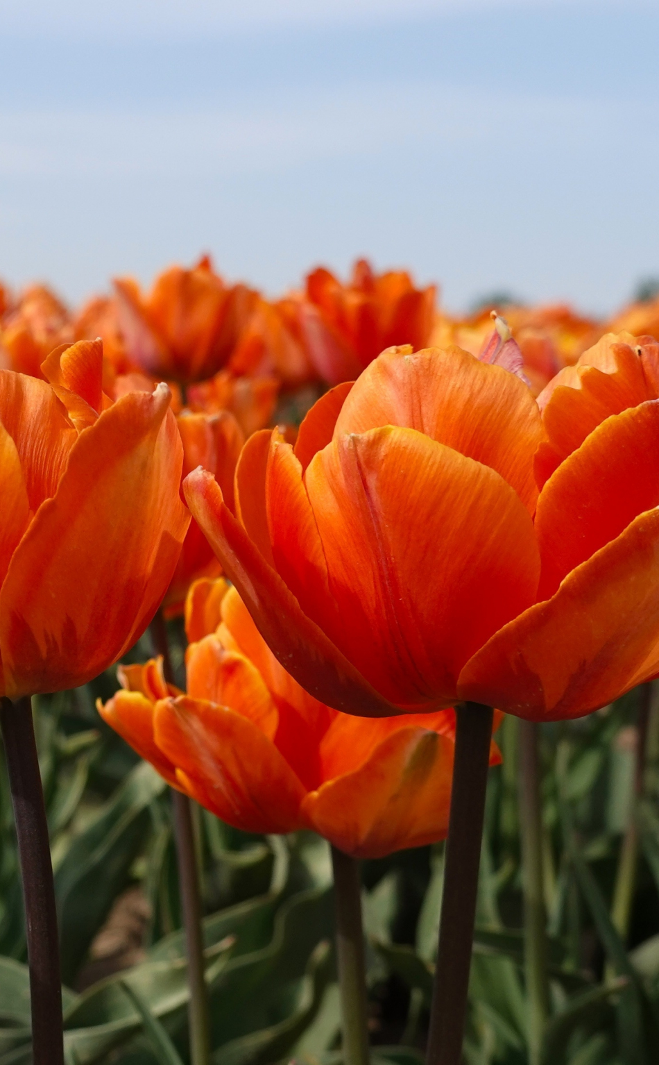 Download 950x1534 wallpaper close up, orange tulips ...