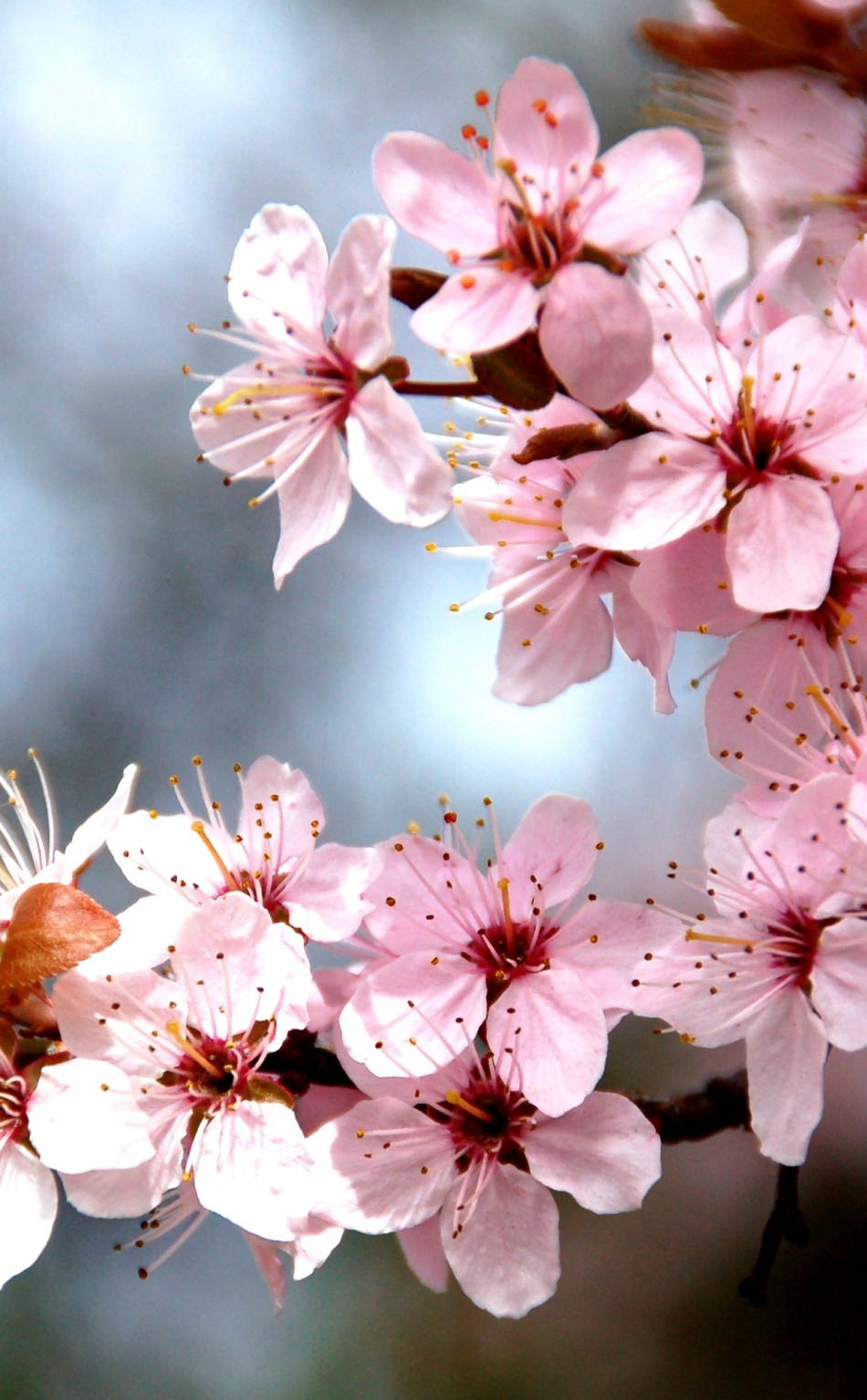 Download wallpaper 950x1534 tree branch, cherry tree, blossom, flowers ...