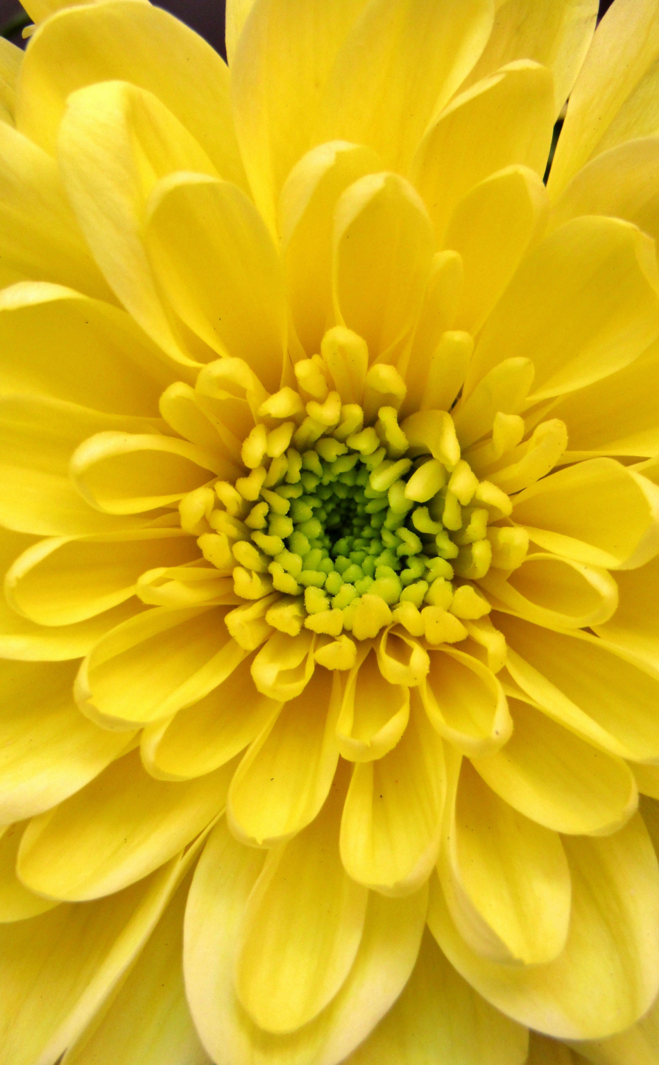 Download wallpaper 950x1534 dahlia, yellow, close up, iphone, 950x1534