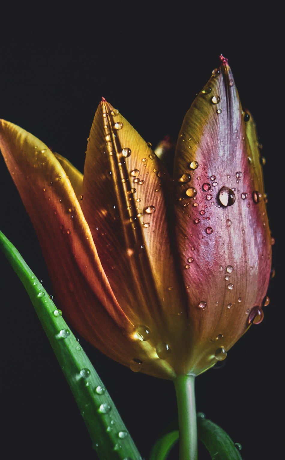 Download wallpaper 950x1534 drops, colorful, tulip, iphone, 950x1534 hd