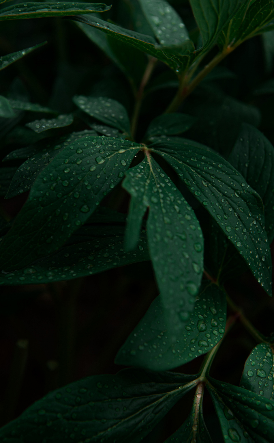 Download wallpaper 950x1534 droplets on leaves, drops, plant, iphone ...