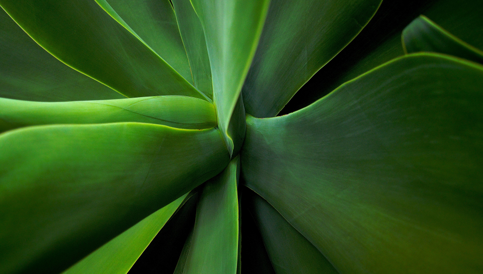 Download wallpaper 960x544 house plant, close up, branch, stem