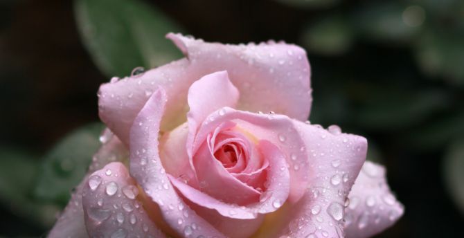 Drops, rose, flower, bloom, pink wallpaper