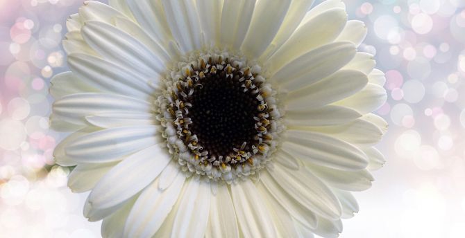 Flower, Gerbera, white flower, close up wallpaper