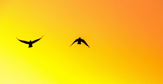 Birds, pair, sky, sunset, silhouette wallpaper