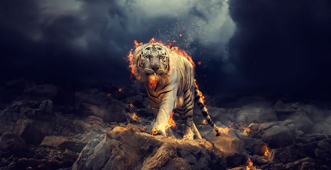 Wallpaper angry, raging, white tiger desktop wallpaper, hd image, picture,  background, 00b155 | wallpapersmug