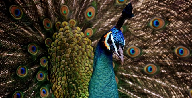 Peacock, colorful, bird, dance, plumage wallpaper