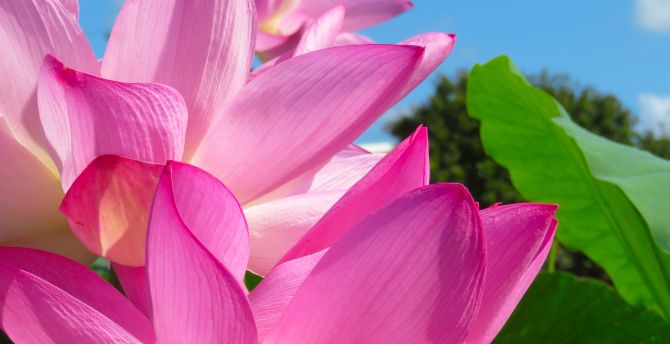Lotus, pink petals, close up wallpaper