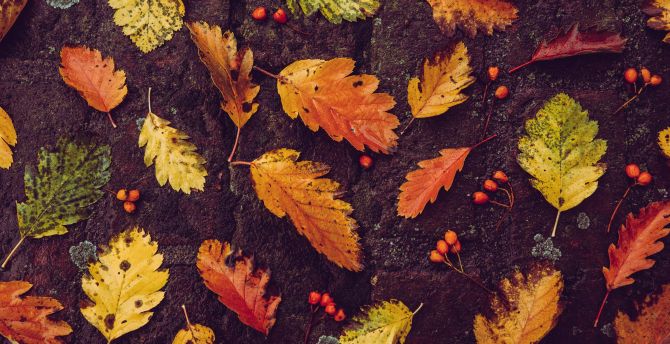 Autumn, fallen leaves, foliage wallpaper