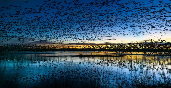 Beautiful birds, lake, sunset, silhouette, nature wallpaper