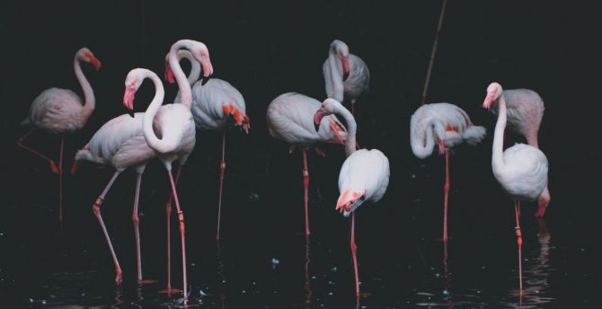 Flamingo, birds, reflections, pond wallpaper