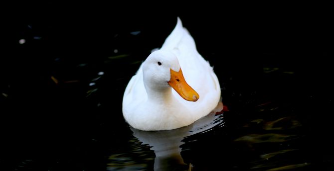 White duck, bird, swim wallpaper