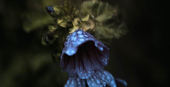 Violet flower, dew drops, bloom wallpaper