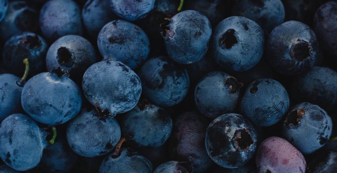 Fresh, blueberries, dark-blue, fruit wallpaper