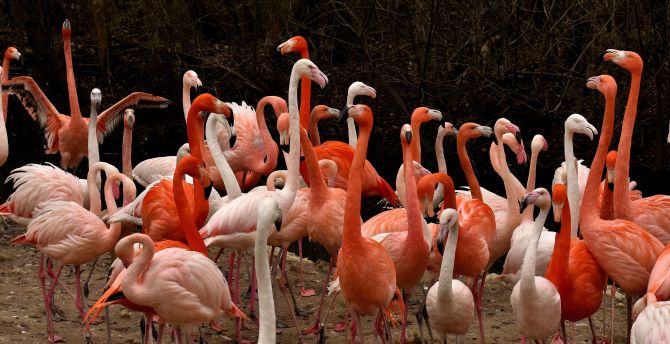 Birds, beautiful, flamingo wallpaper