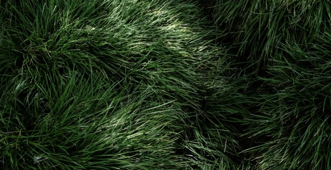 Green grass, fresh and fluffy, nature wallpaper