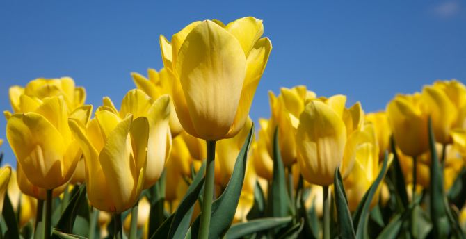 Yellow tulips, bloom, farm wallpaper