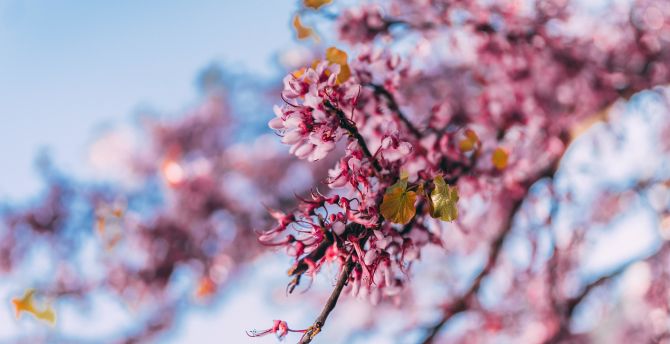Blossom, pink flowers, nature, tree branch, spring  wallpaper