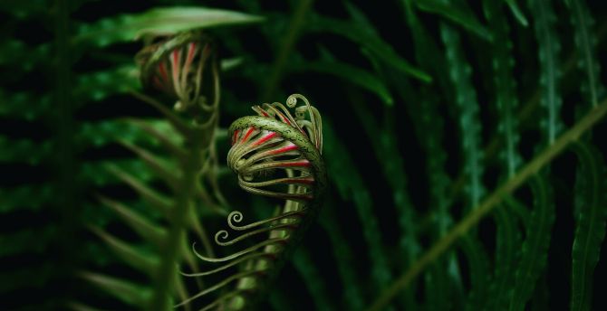 Close up, fern leaves, plants wallpaper