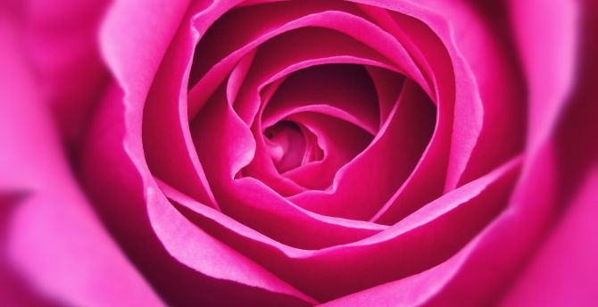 Close up, petal, pink rose wallpaper