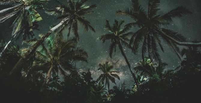 Palm trees, night, starry night, nature wallpaper