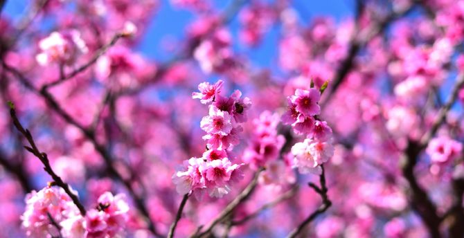 Cherry blossom, pink flowers, tree branches wallpaper