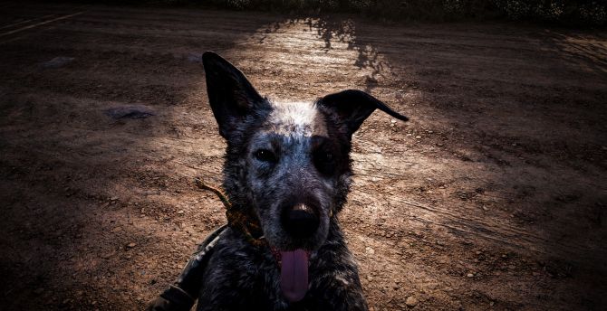 Dog, muzzle, far cry 5, video game wallpaper