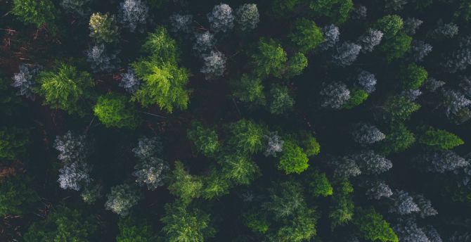 Green trees, top of trees, aerial view wallpaper