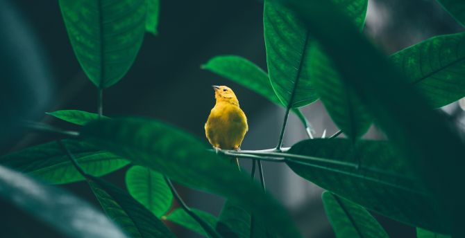 Small, cute, yellow bird, tree branch wallpaper