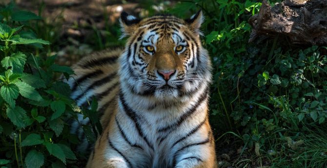 Wild cat, calm, sit, tiger, animal wallpaper