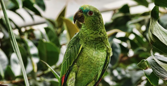 Parrot, bird, green, adorable wallpaper