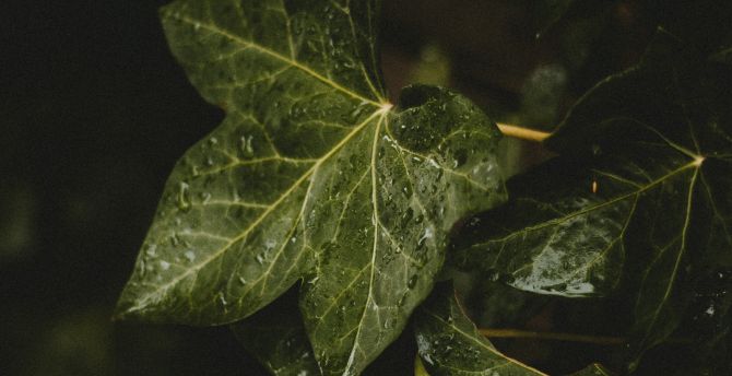 Close up, green leaf, drops wallpaper