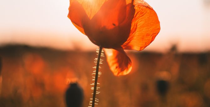 Poppy, meadow, blur, sunrise wallpaper
