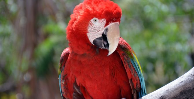 Red parrot, macaw, bird wallpaper