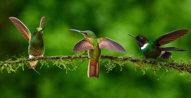 Adorable birds, Hummingbirds wallpaper