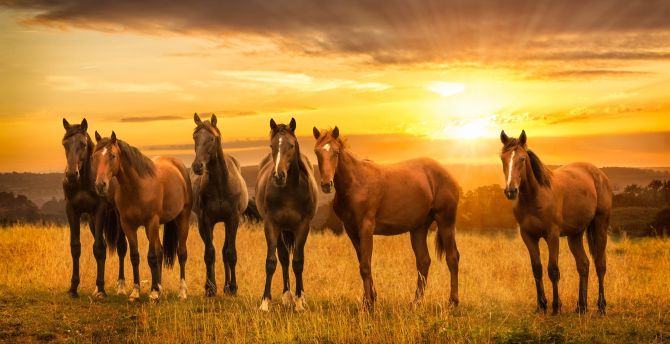 Horses, herd, sunset, landscape wallpaper