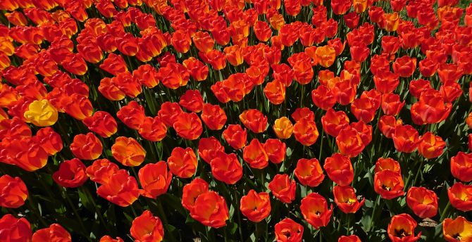 Tulips farm, red, orange, plants wallpaper