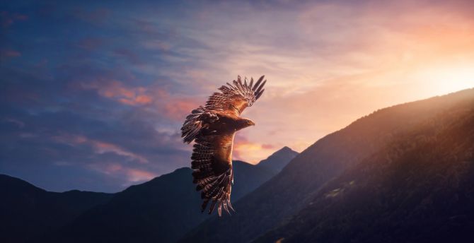 Eagle, predator, flight wallpaper