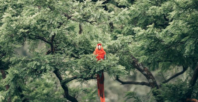 Parrot, bird, tree wallpaper