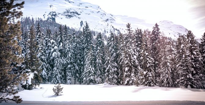 Trees, winter, snow, nature wallpaper