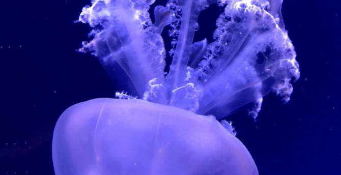 Jellyfish, aquatic animal, underwater wallpaper