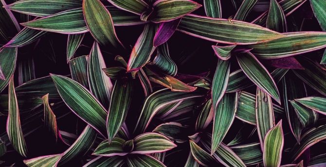 Leaves stripes, long, plants wallpaper