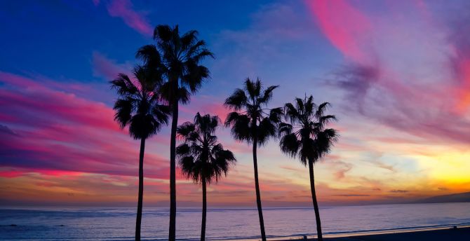 Palm trees, sunset, silhouette wallpaper