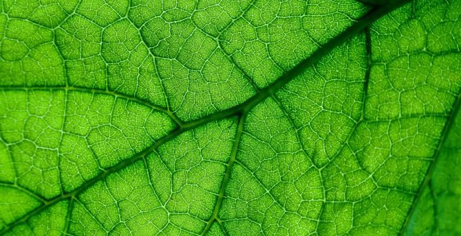 Veins, close up, green leaf wallpaper