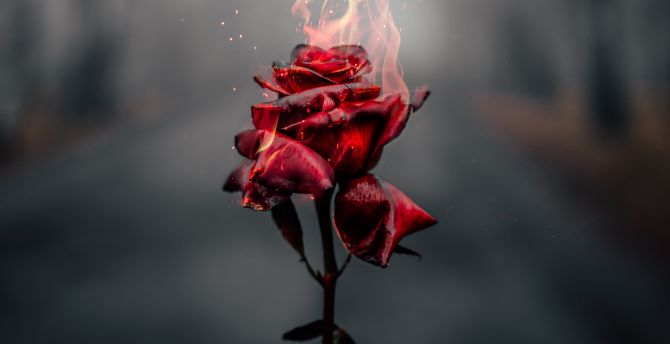 Burning Rose, red wallpaper