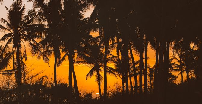 Silhouettes, palm trees wallpaper
