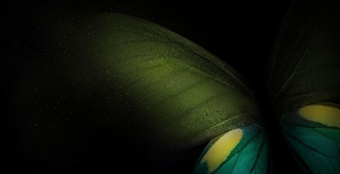 Samsung Galaxy Fold, Butterfly, Green-teal-black wallpaper