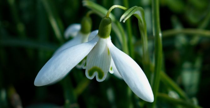 Wallpaper Snowdrop Close Up Desktop Wallpaper Hd Image Picture Background Wallpapersmug